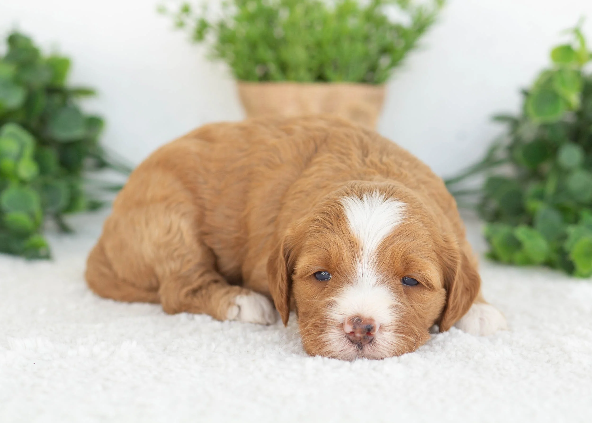 Carly Goldendoodle for sale(2).jpg
