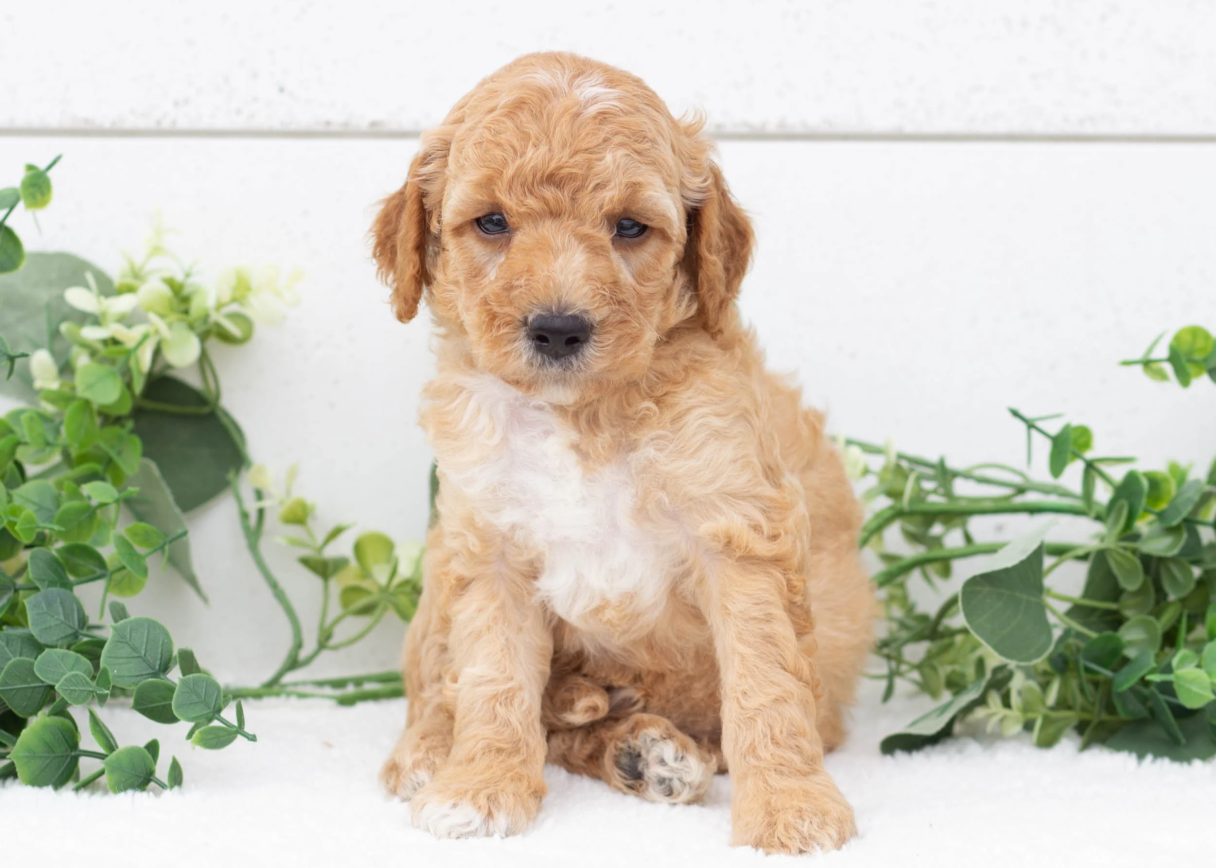 Boone goldendoodle for sale(1).jpg