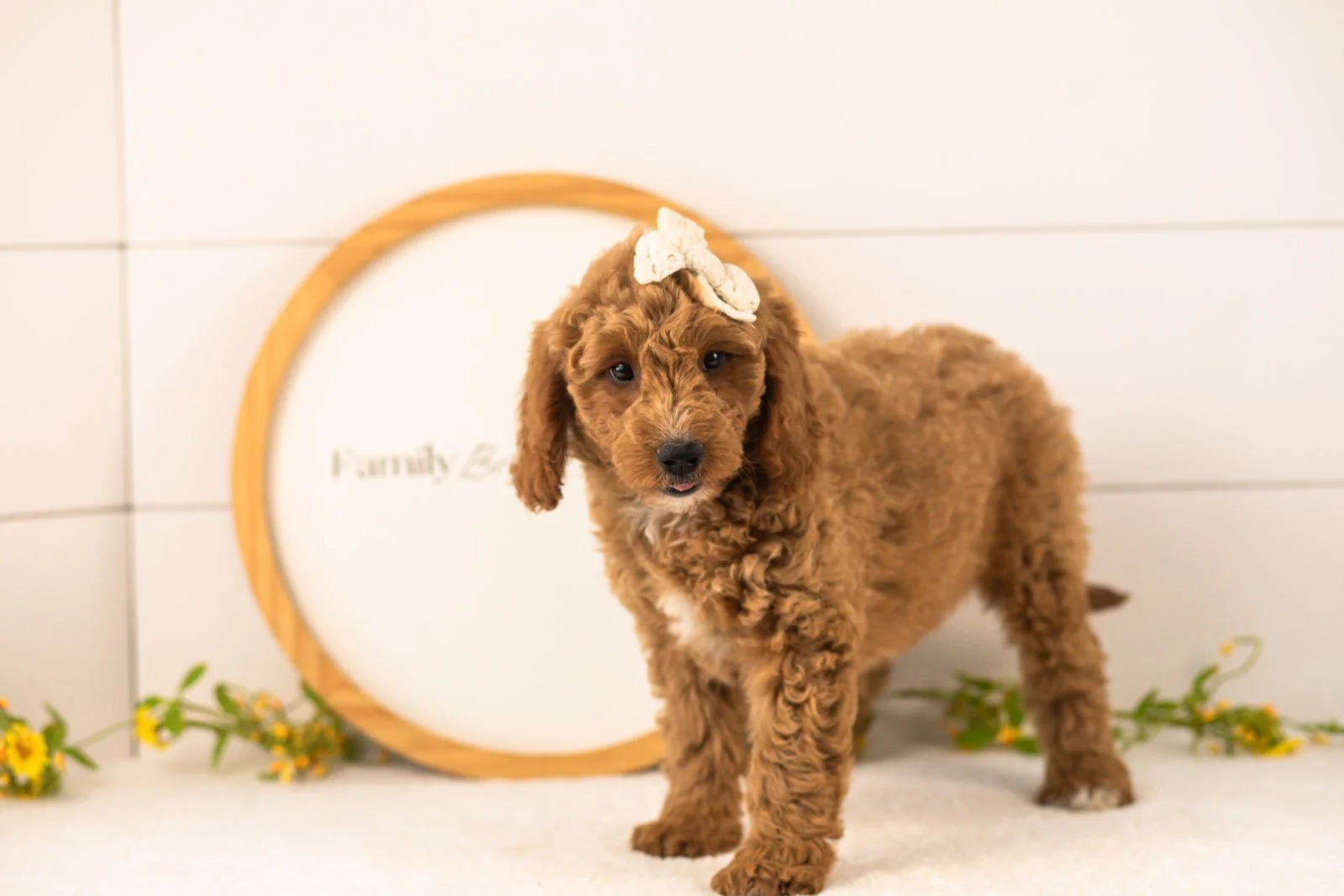 Breeze Goldendoodle for sale(2).jpg