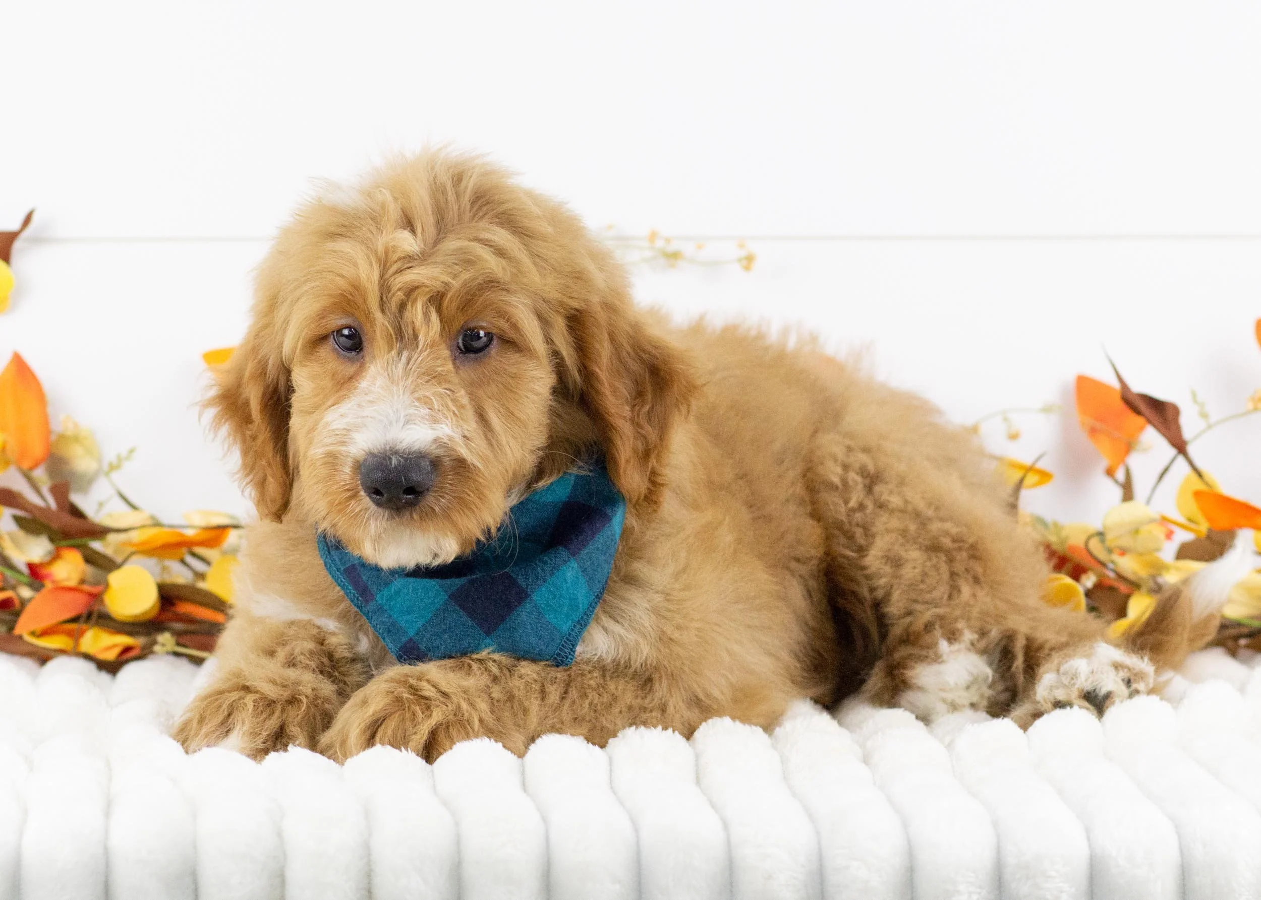Lark goldendoodle for sale(2).jpg