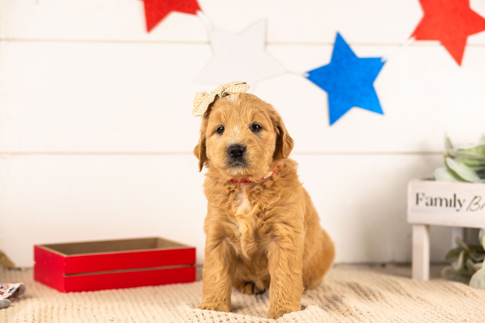eowyn goldendoodle for sale.jpg