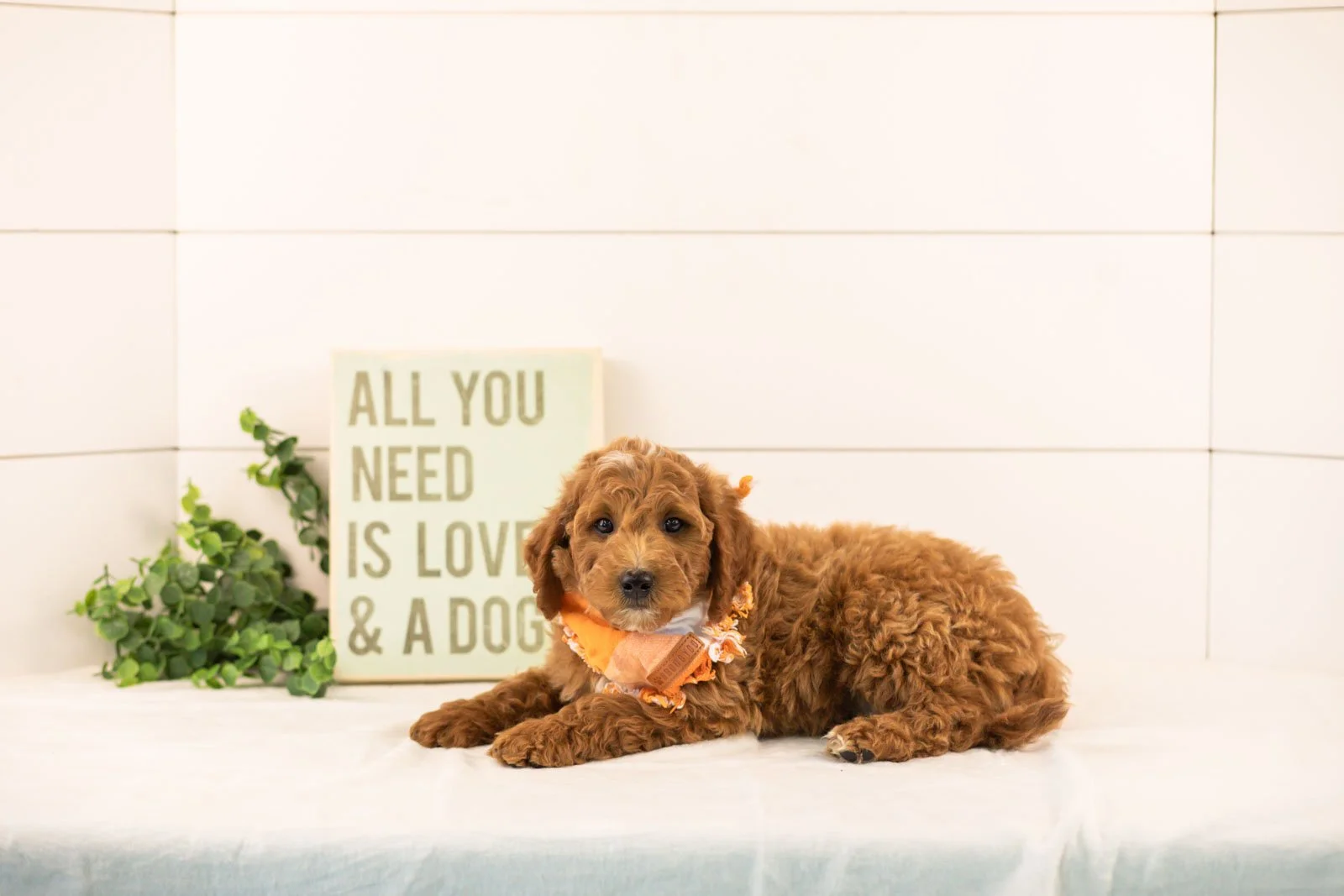 Char goldendoodle for sale.jpg