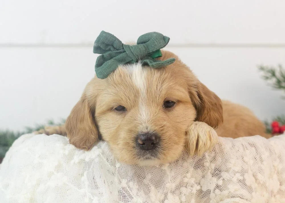 goldendoodle for sale