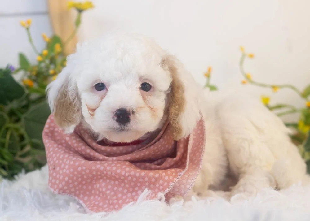 bentley goldendoodle for sale(3).jpg