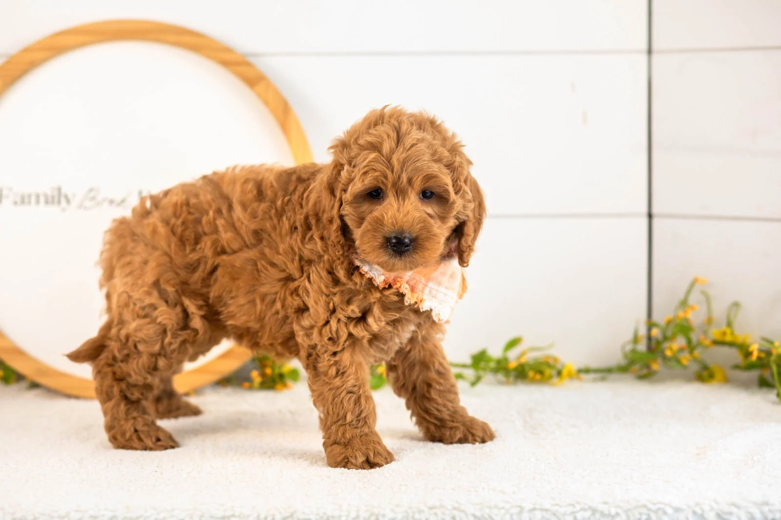 Ben goldendoodle for sale(2).jpg