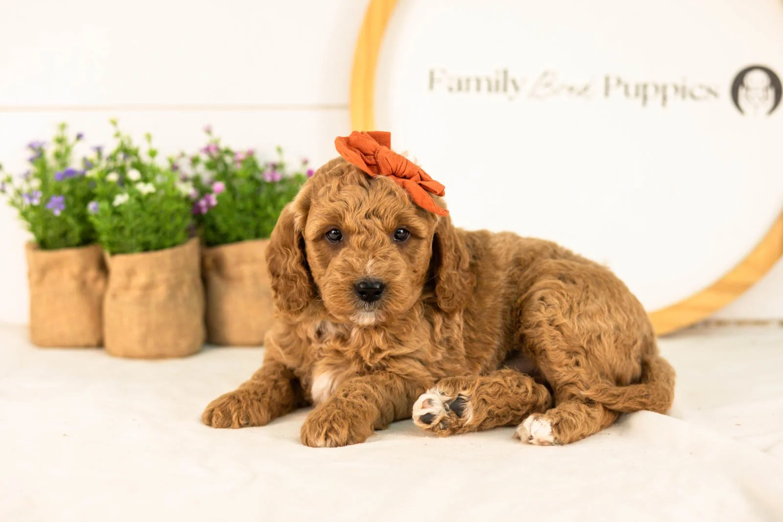 Breeze goldendoodle for sale.jpg