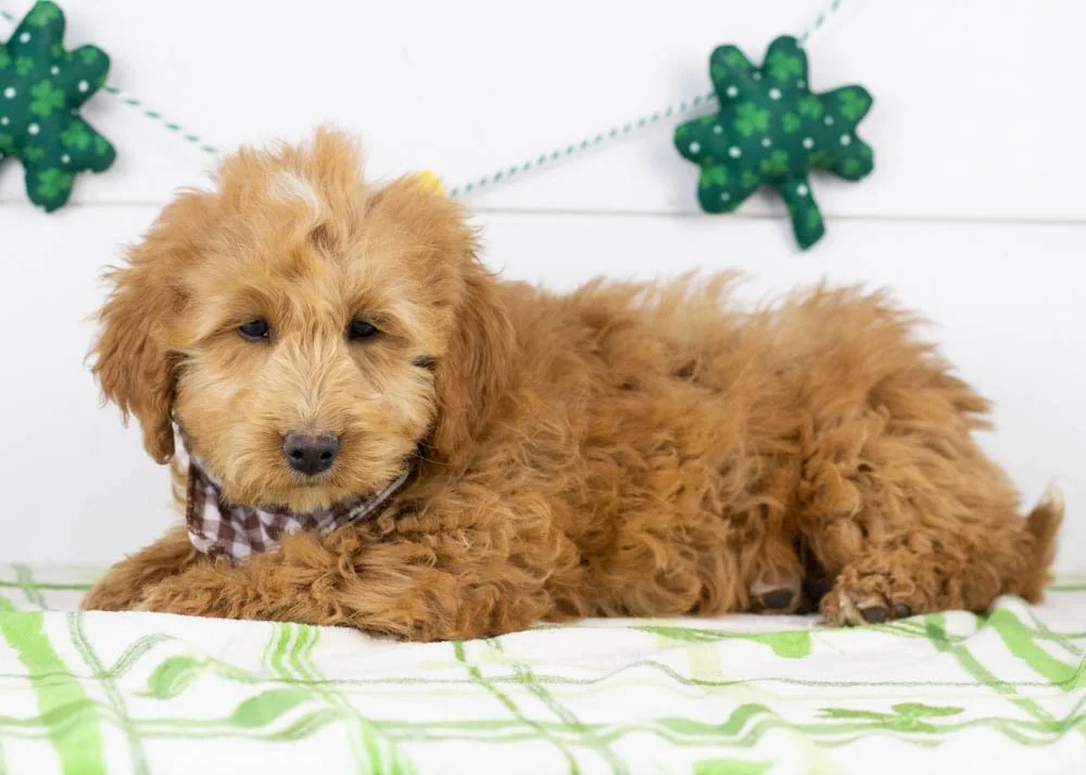 Boone goldendoodle for sale.jpg