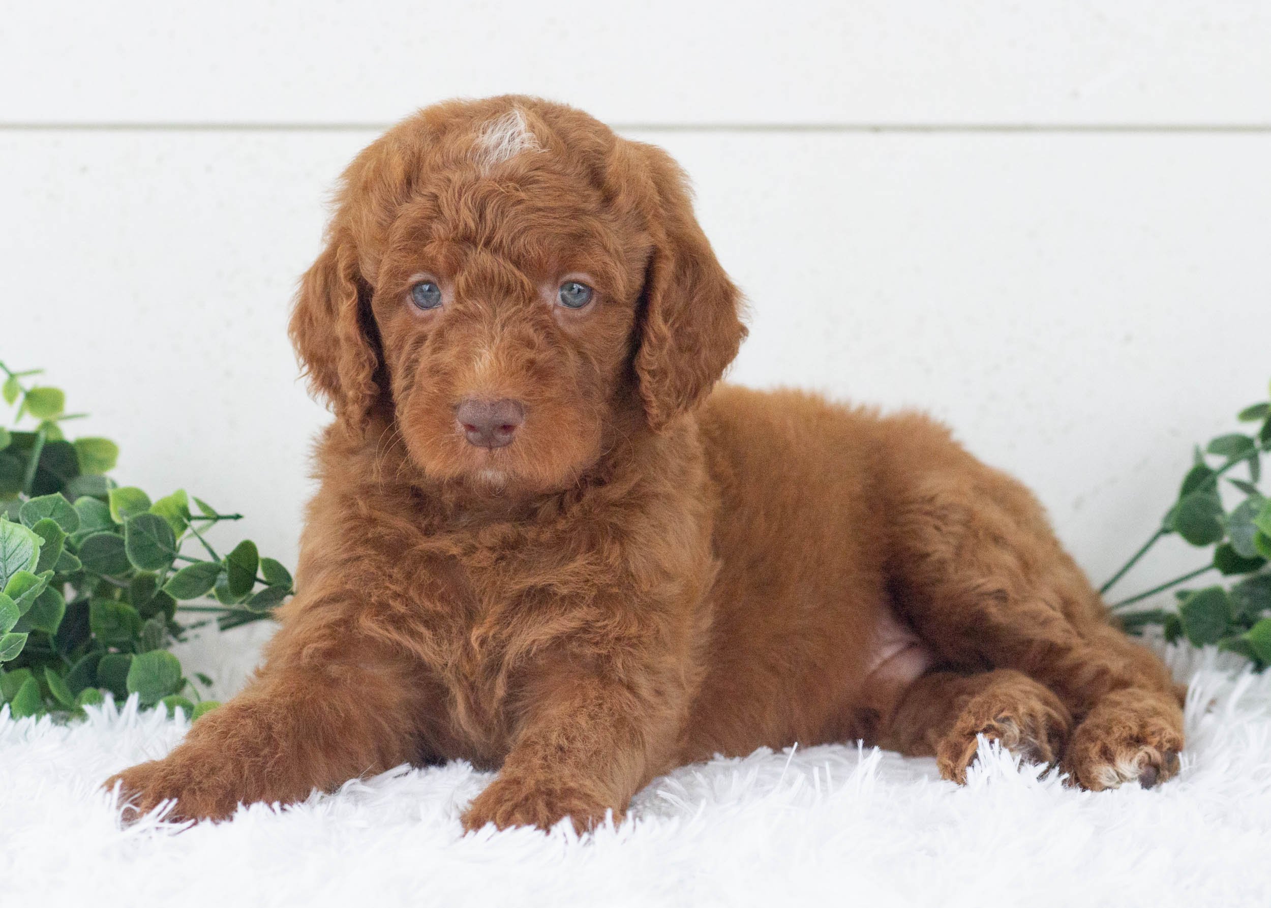 Ringo Goldendoodle For Sale(1).jpg