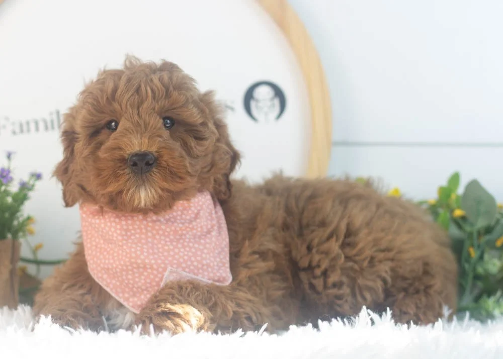 Brody goldendoodle for sale(2).jpg