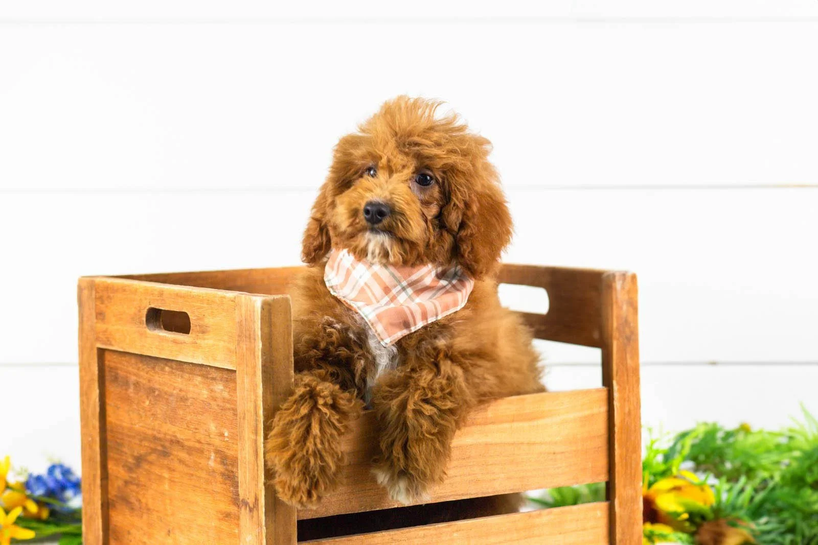 ford goldendoodle for sale(3).jpg