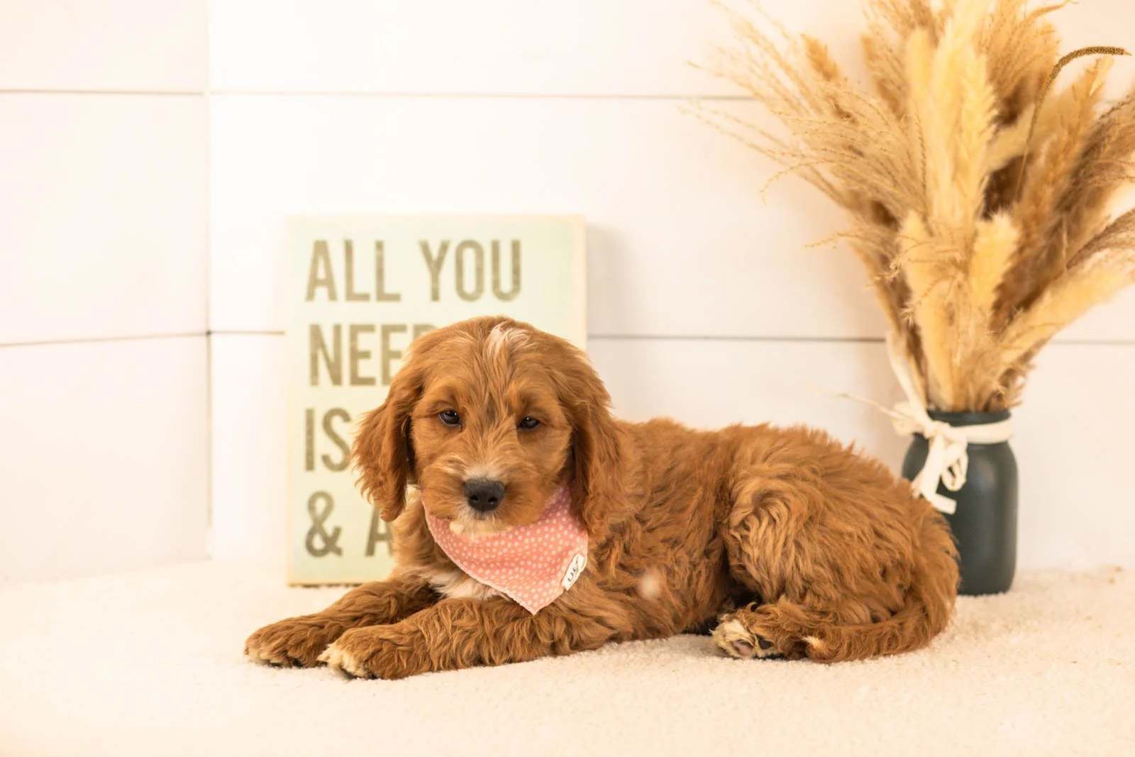 Otis goldendoodle for sale.jpg