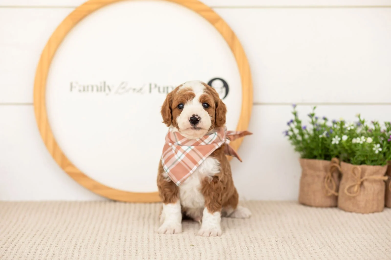 Rocket goldendoodle for sale(1).jpg