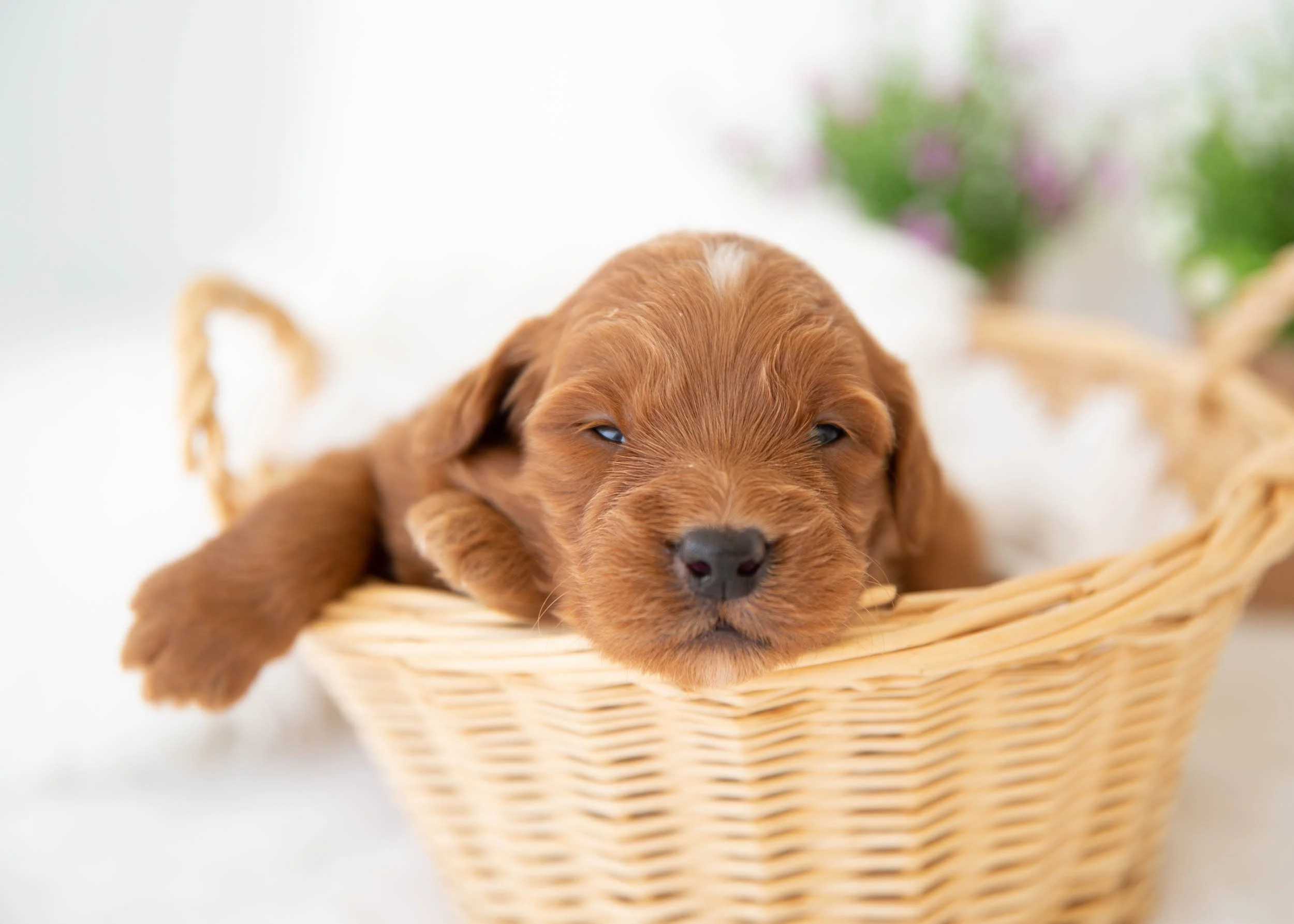 bacon goldendoodle for sale.jpg