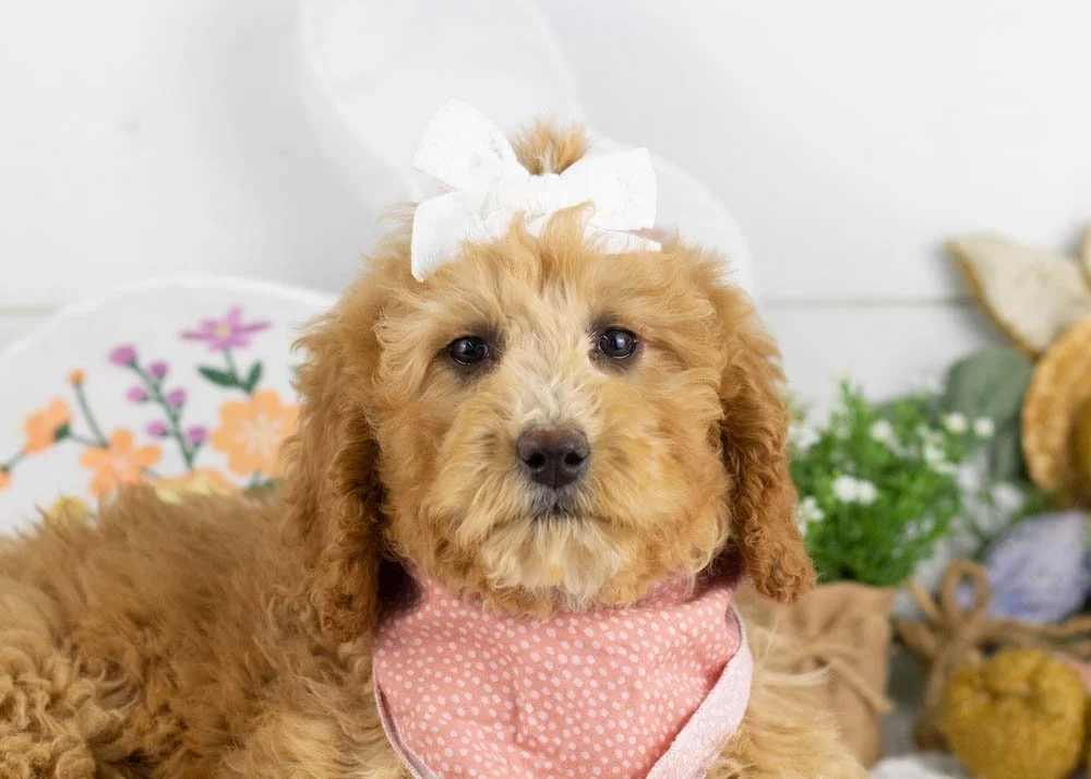 lucille goldendoodle for sale(1).jpg
