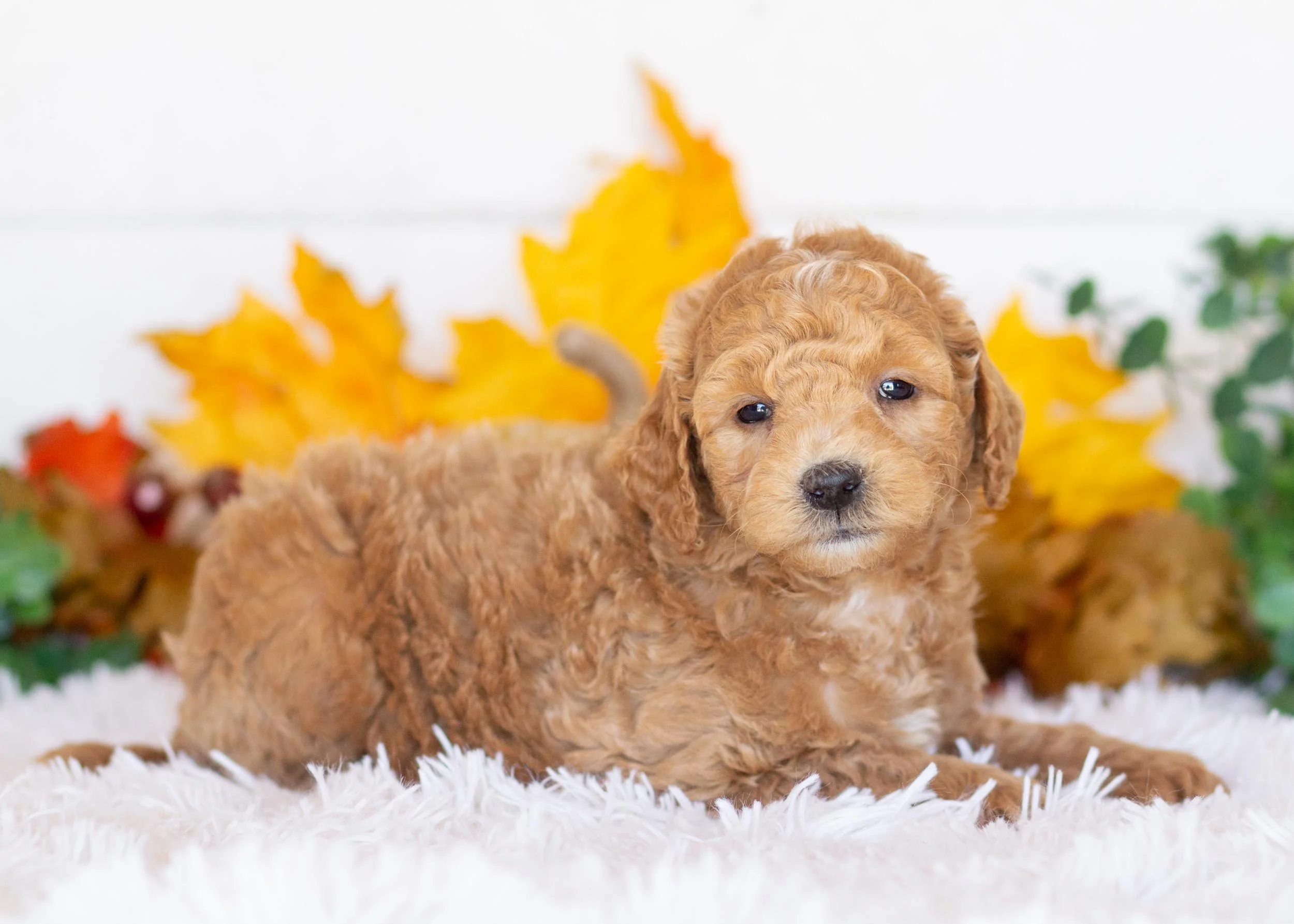 Camper goldendoodle for sale(2).jpg