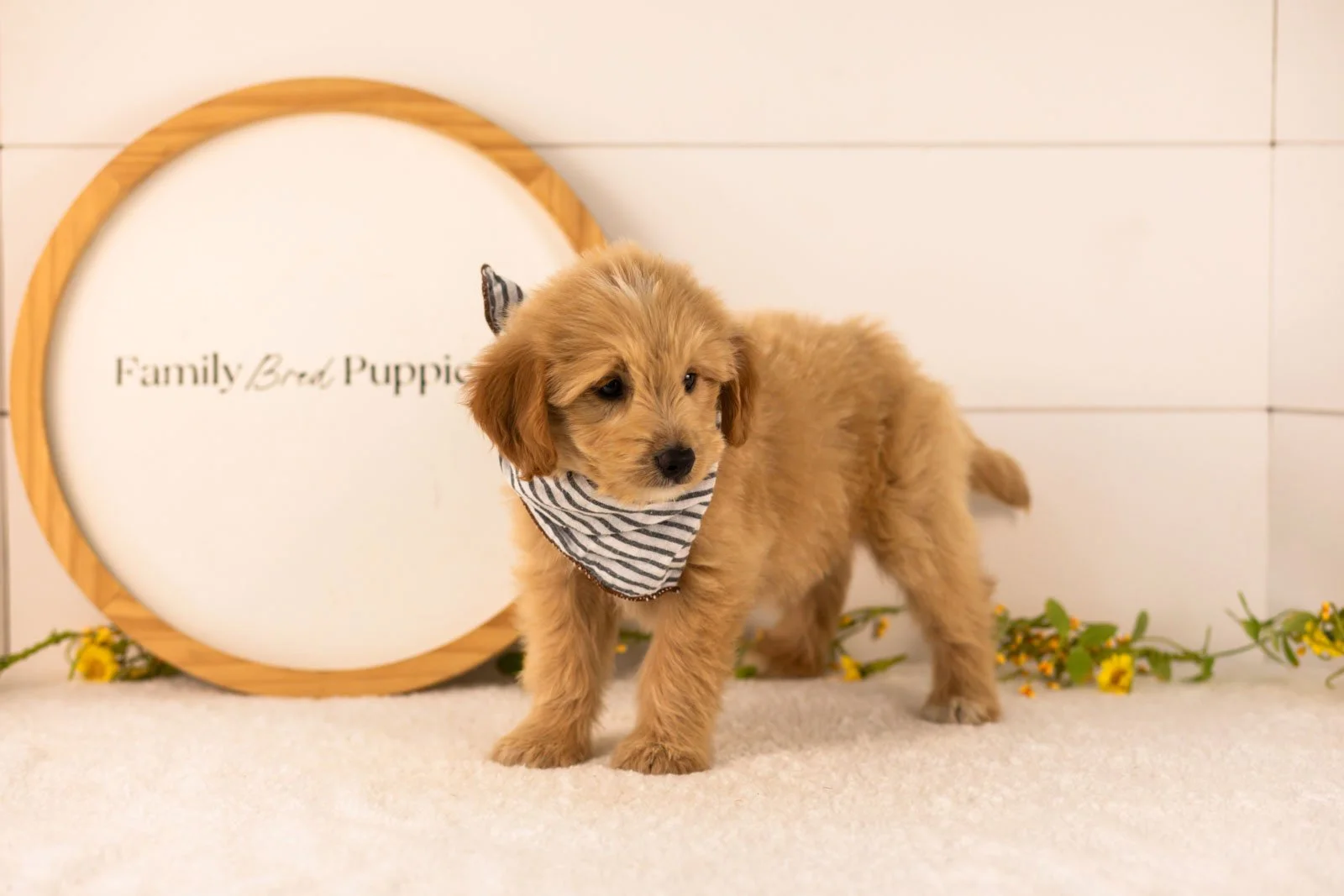 Ethan goldendoodle for sale.jpg