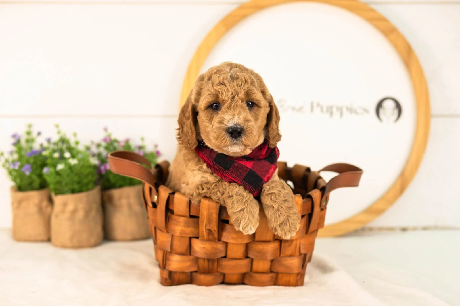 Thunder goldendoodle for sale(4).jpg