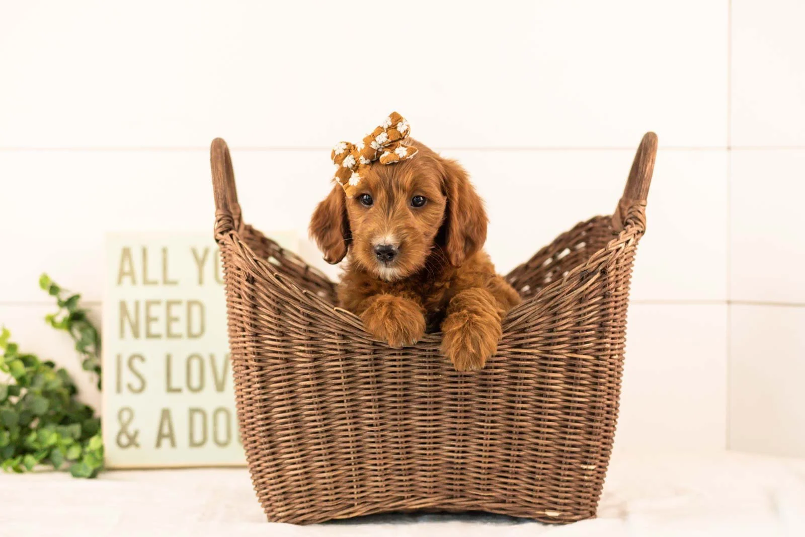 Jiggly goldendoodle for sale(3).jpg