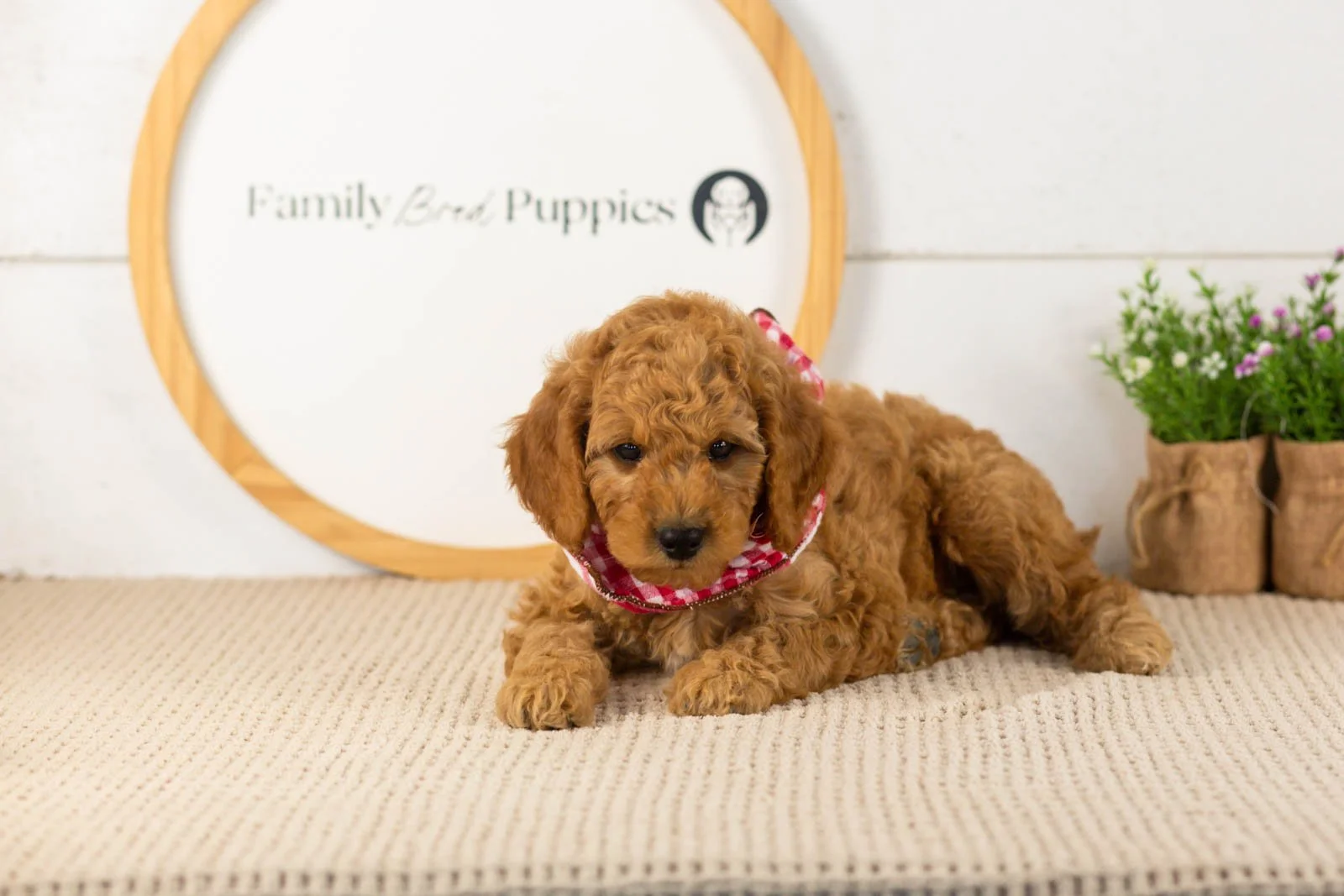 Rainer goldendoodle for sale(1).jpg
