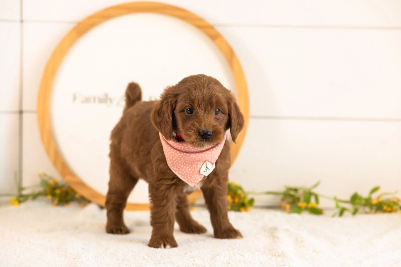Nalu goldendoodle for sale(2).jpg