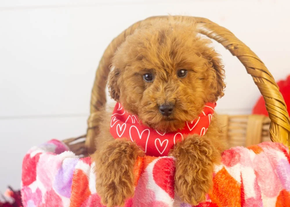 Bear goldendoodle for sale(1).jpg
