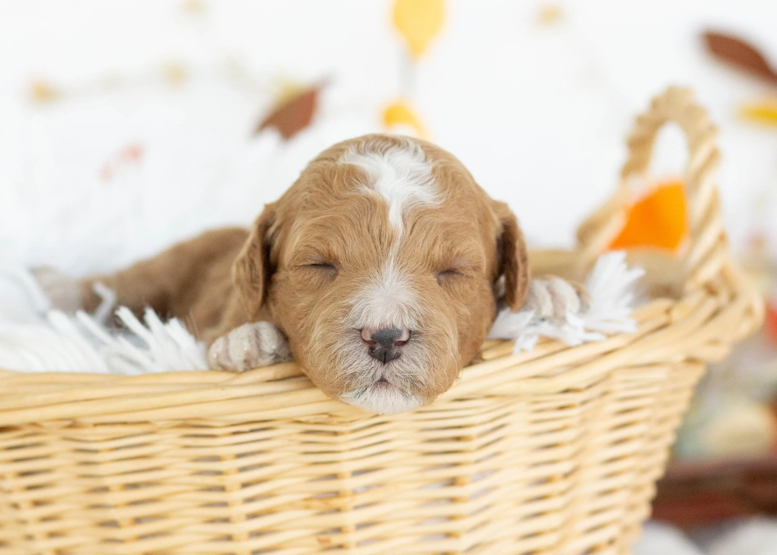 Fendi goldendoodle for sale(2).jpg