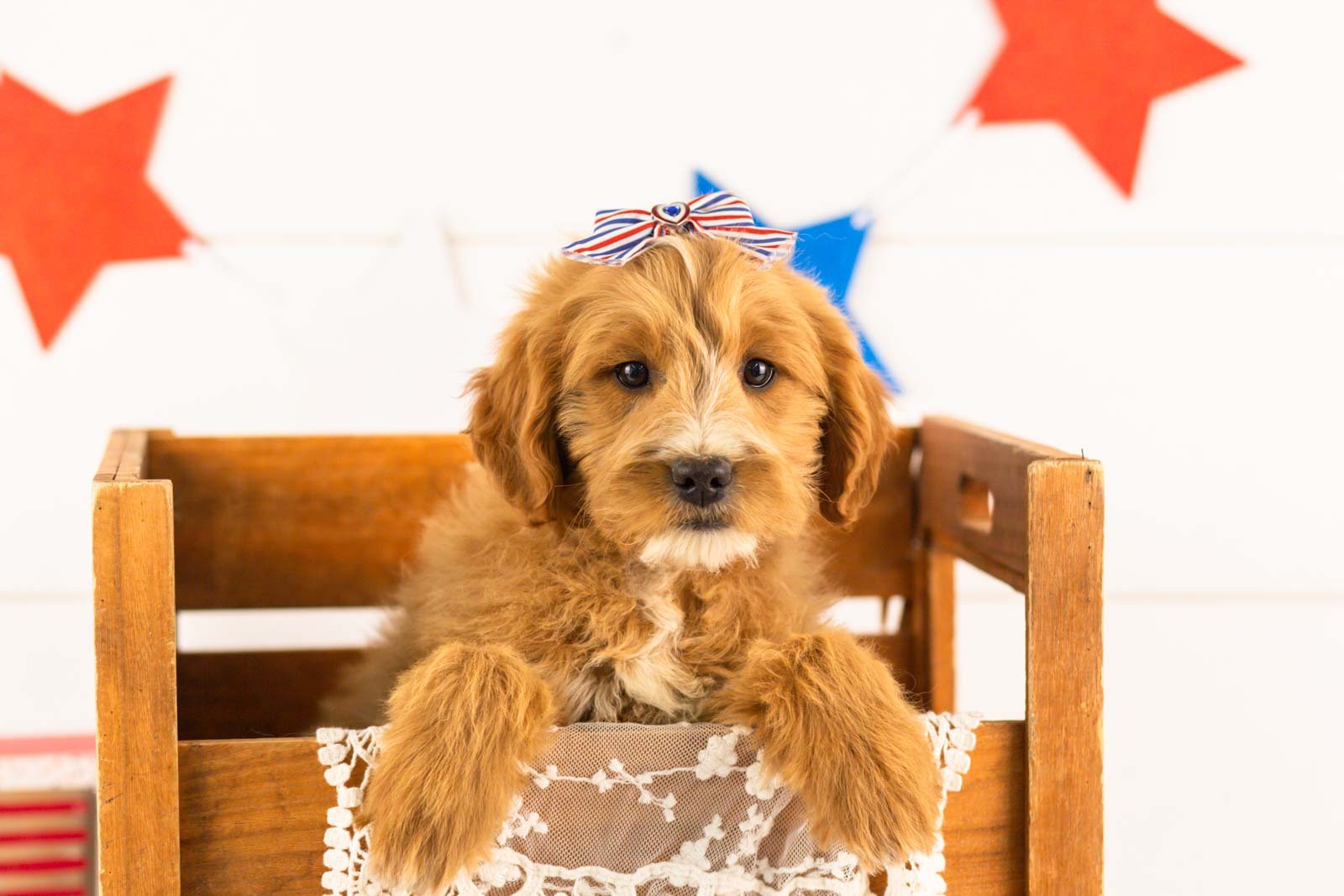 goldendoodle for sale