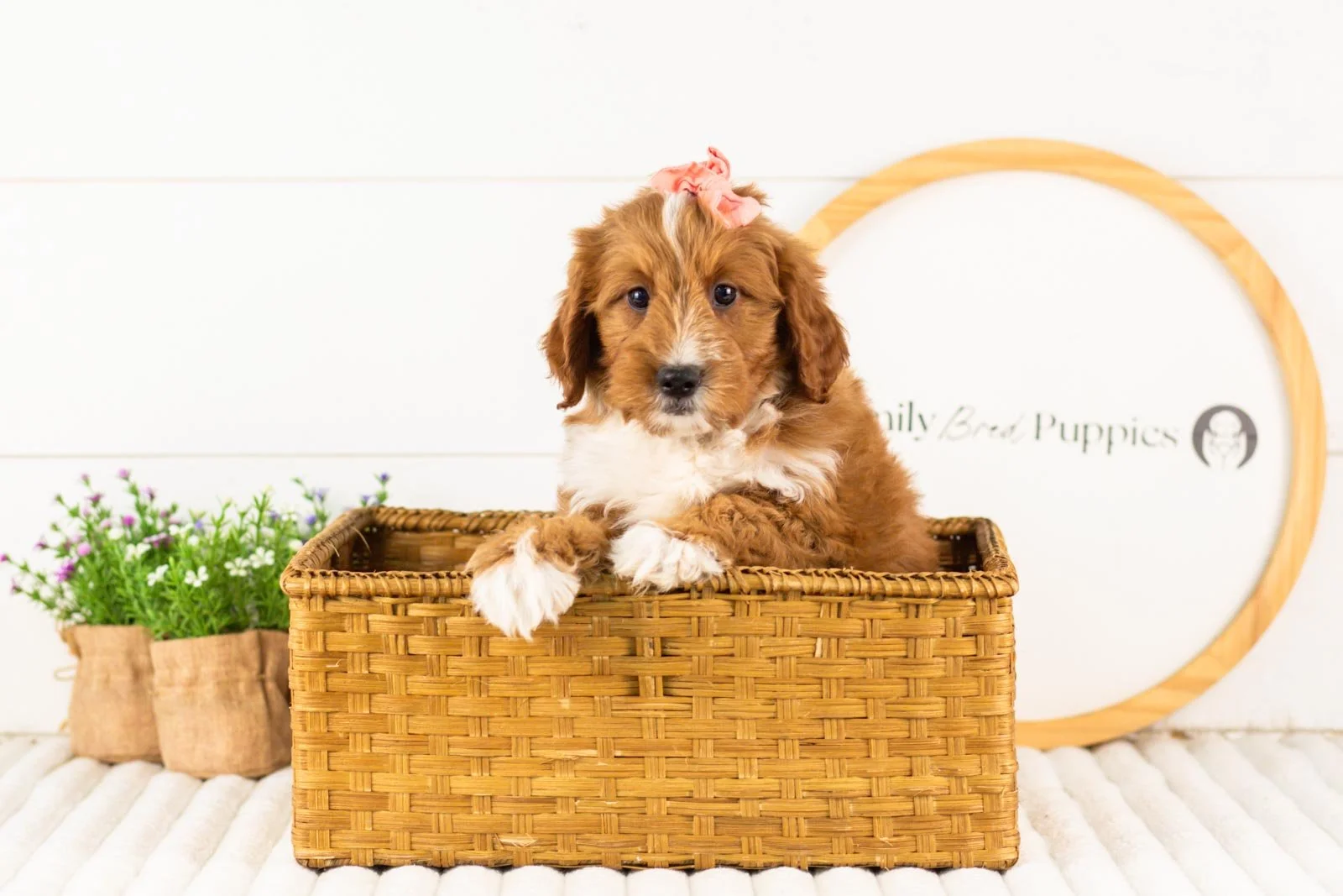 Calle goldendoodle for sale(4).jpg