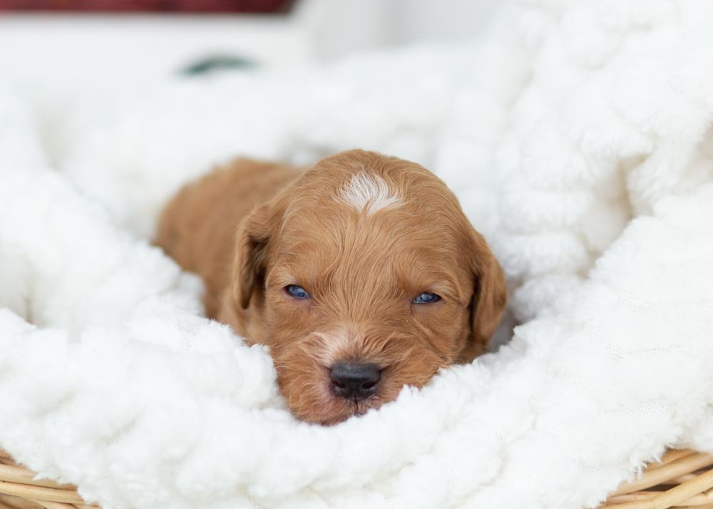 goldendoodle for sale