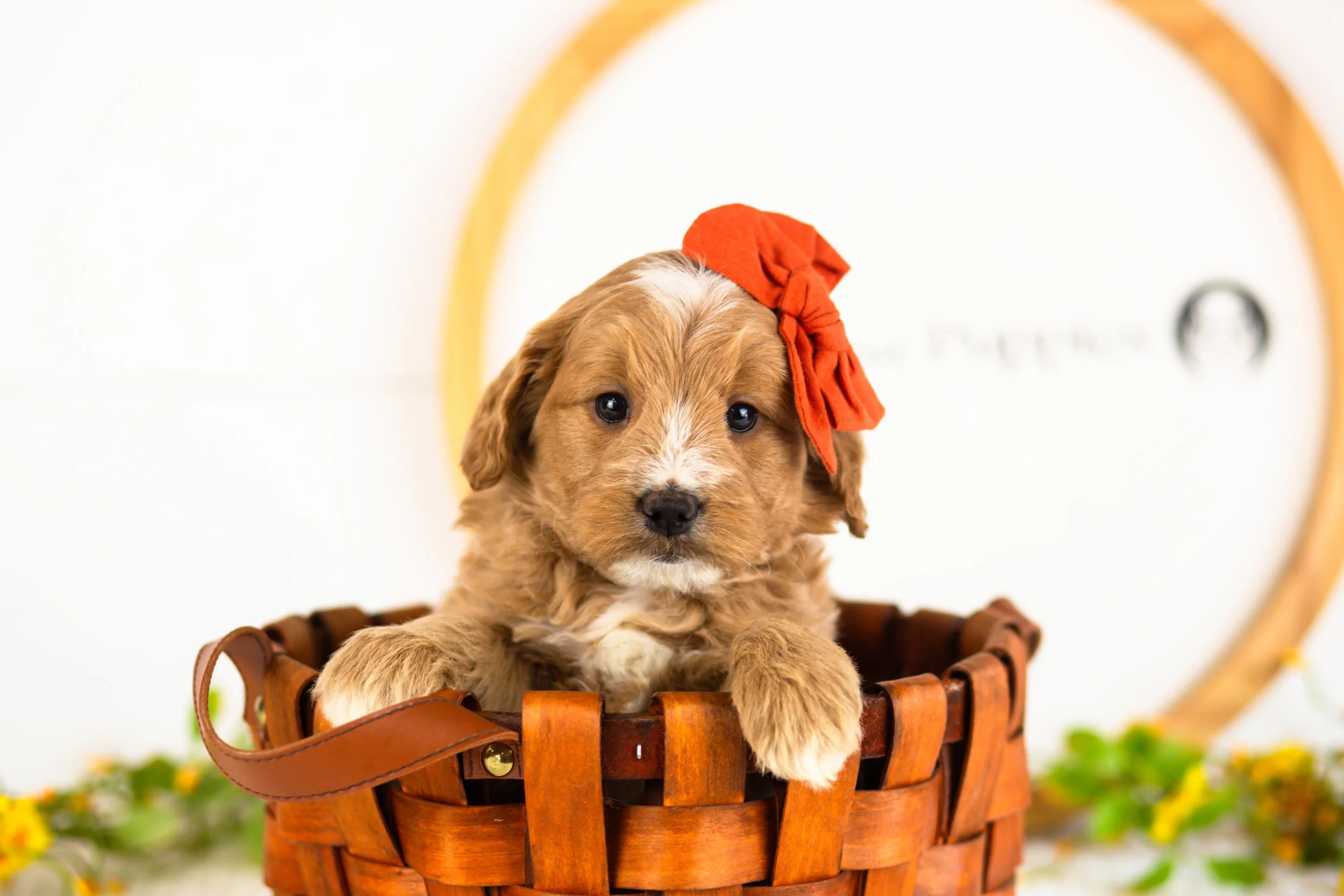 goldendoodle for sale
