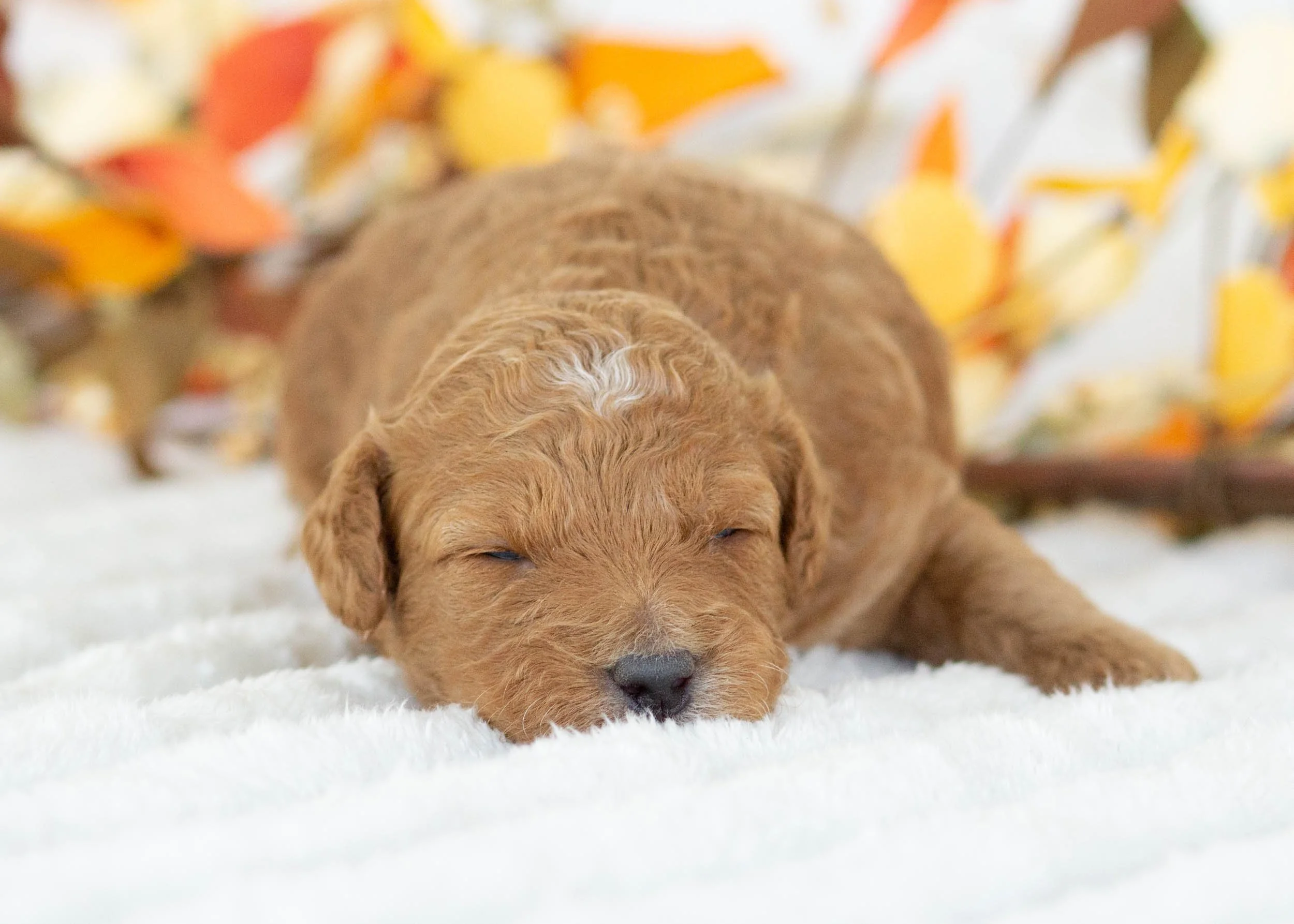 Prada goldendoodle for sale.jpg