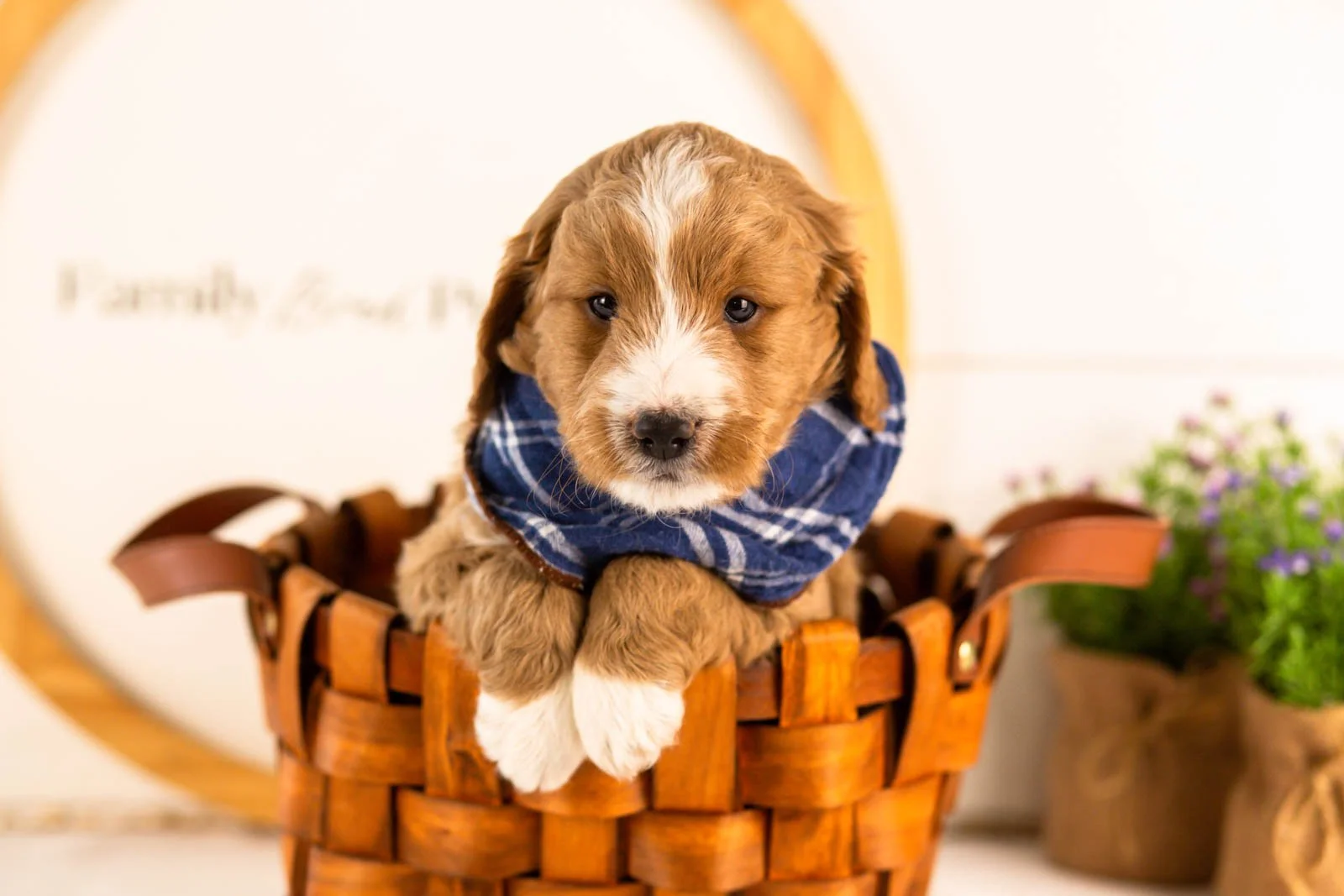 gruyere goldendoodle for sale(3).jpg