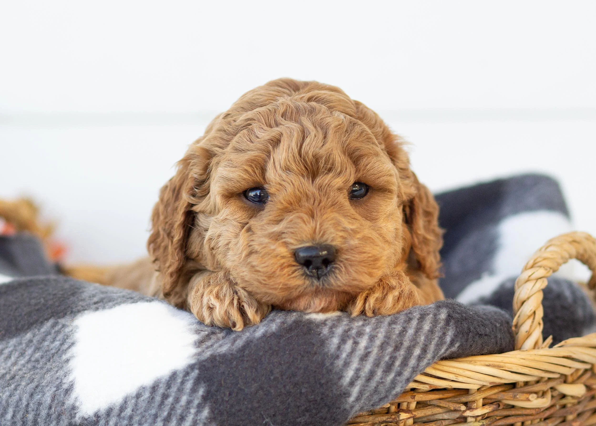 Milkyway goldendoodle for sale.jpg
