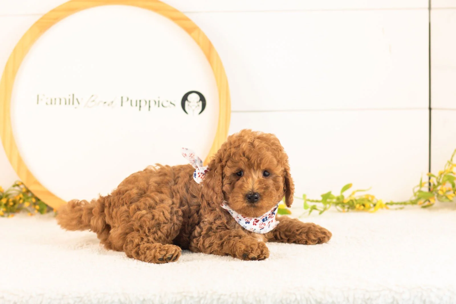 Jerry goldendoodle for sale(1).jpg