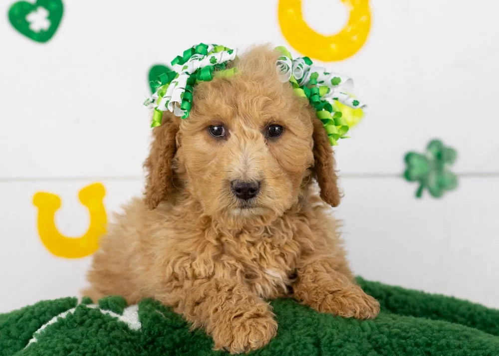 Lindsey goldendoodle for sale.jpg