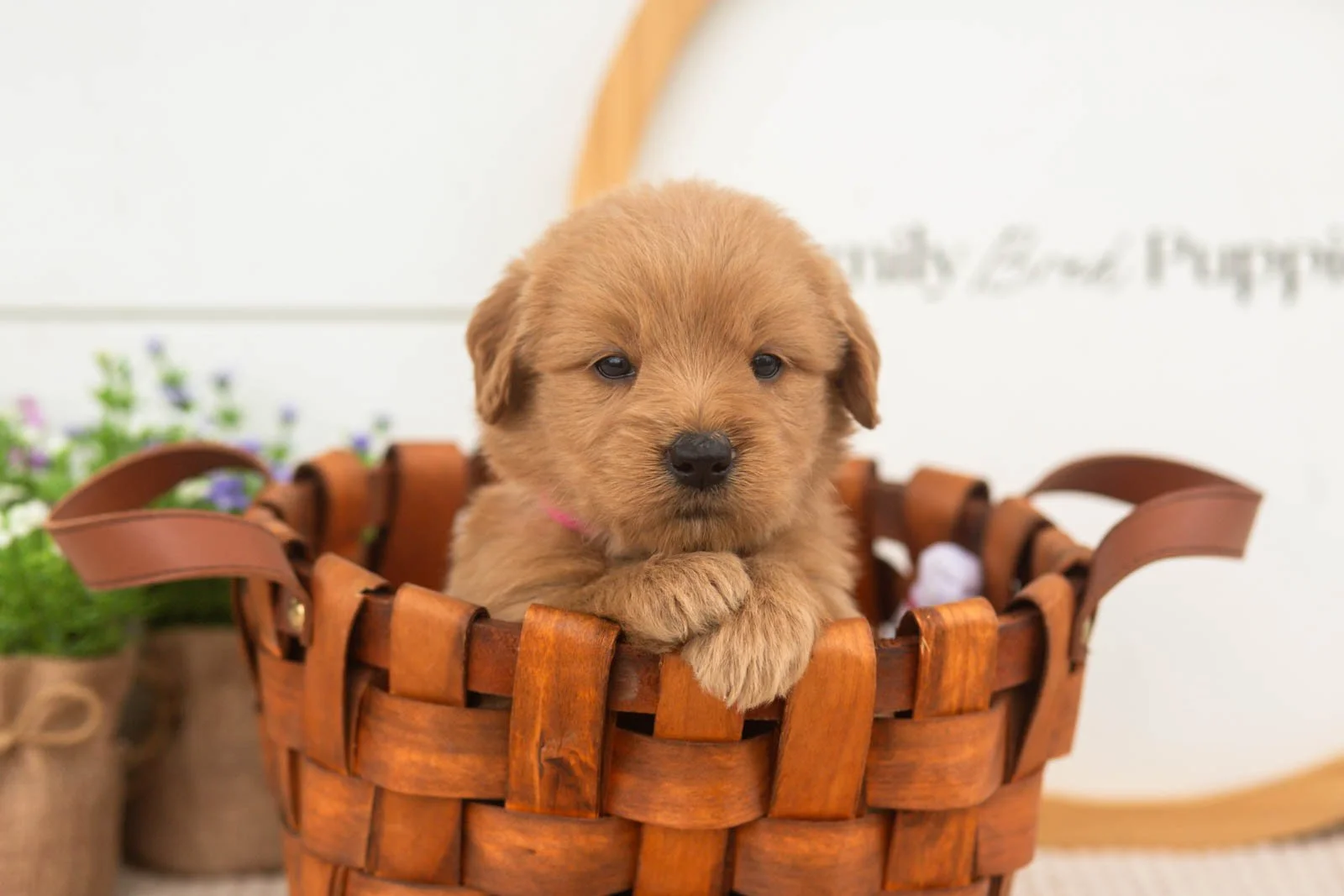 esme goldendoodle for sale.(3).jpg