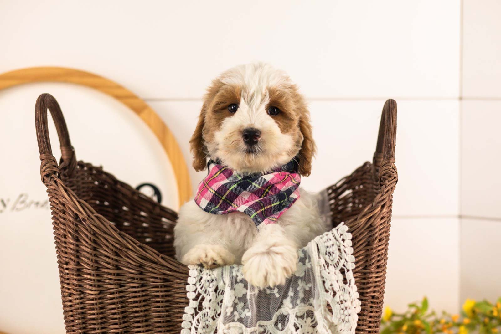 Dominic goldendoodle for sale(2).jpg