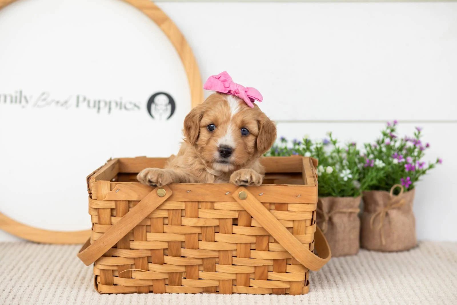 Glory goldendoodle for sale(3).jpg