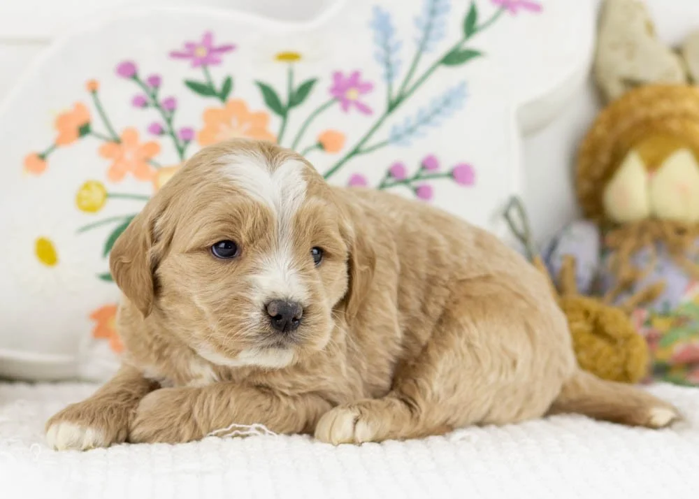 chandler goldendoodle for sale.(2).jpg