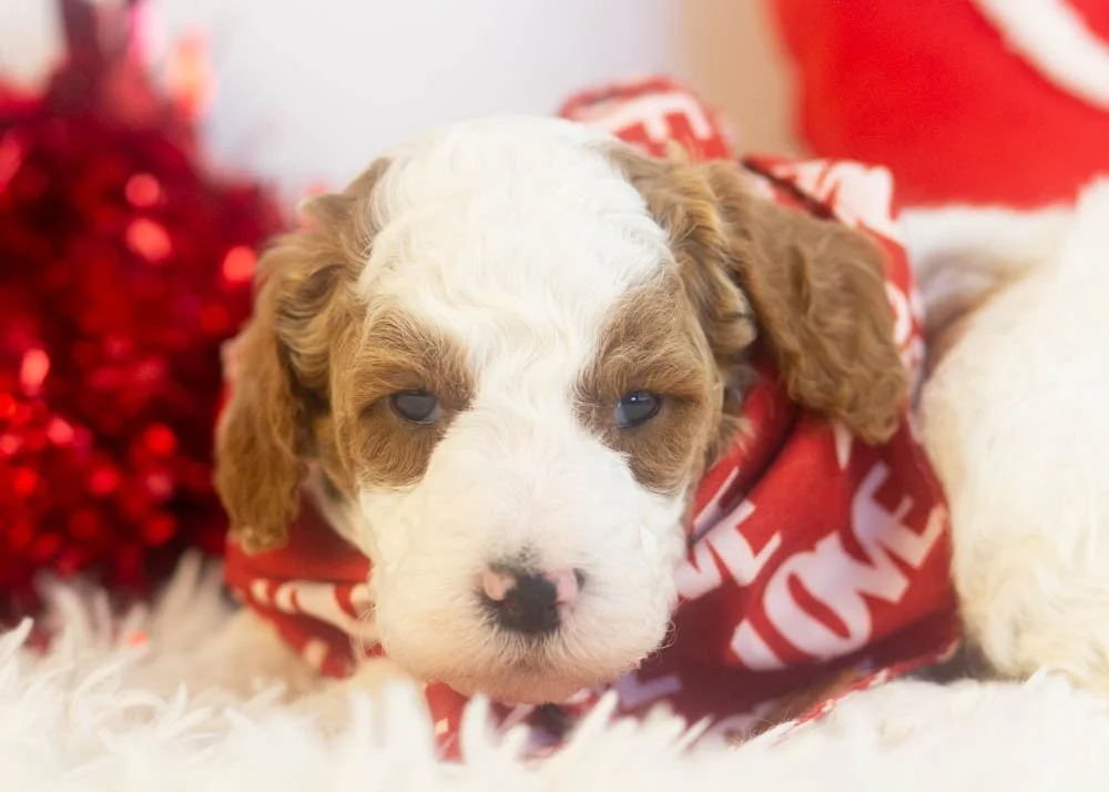 Mustang goldendoodle for sale(3).jpg
