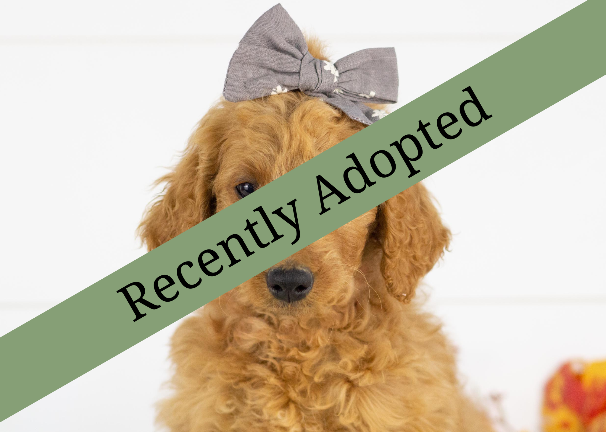 goldendoodle for sale