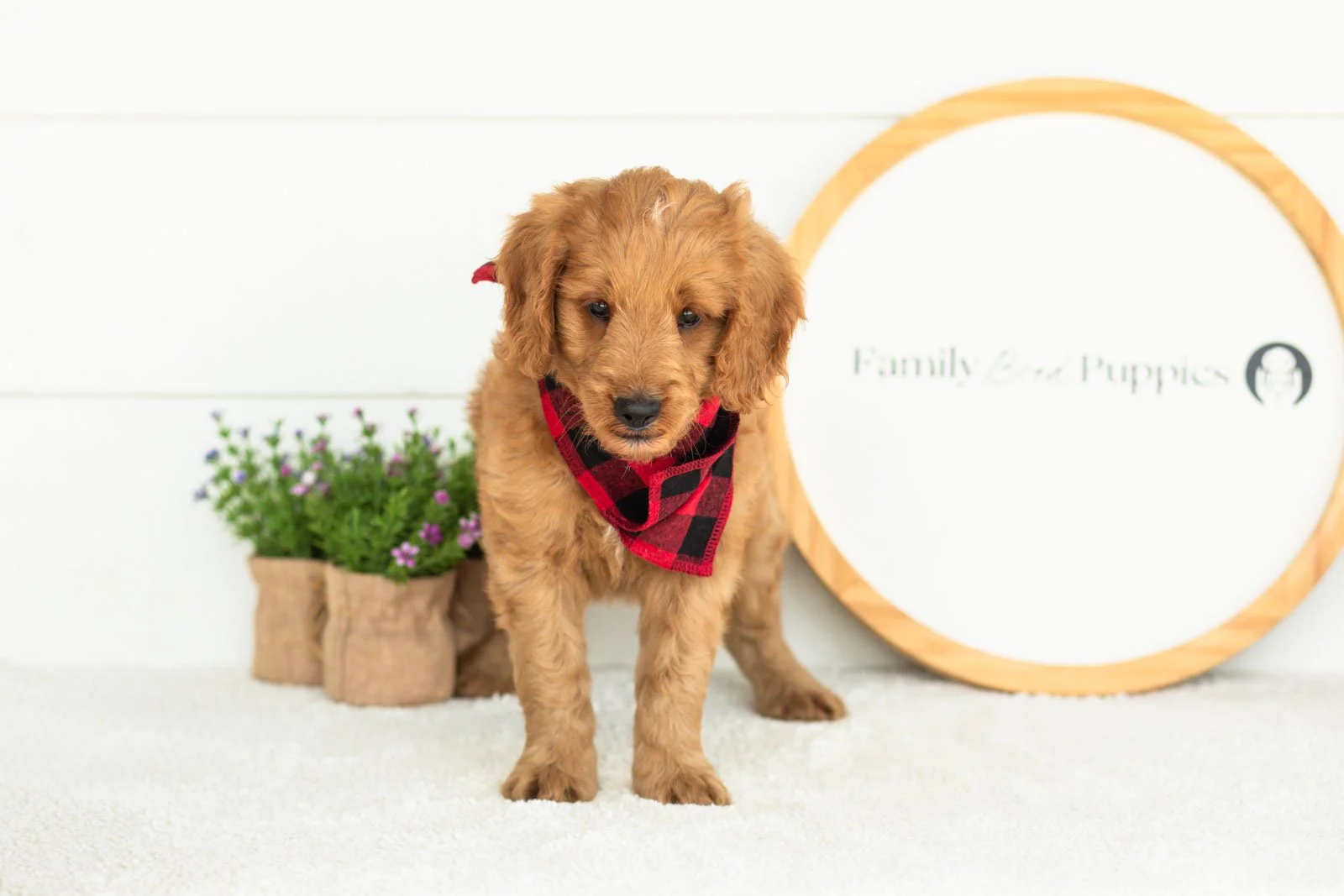 Phil goldendoodle for sale(2).jpg