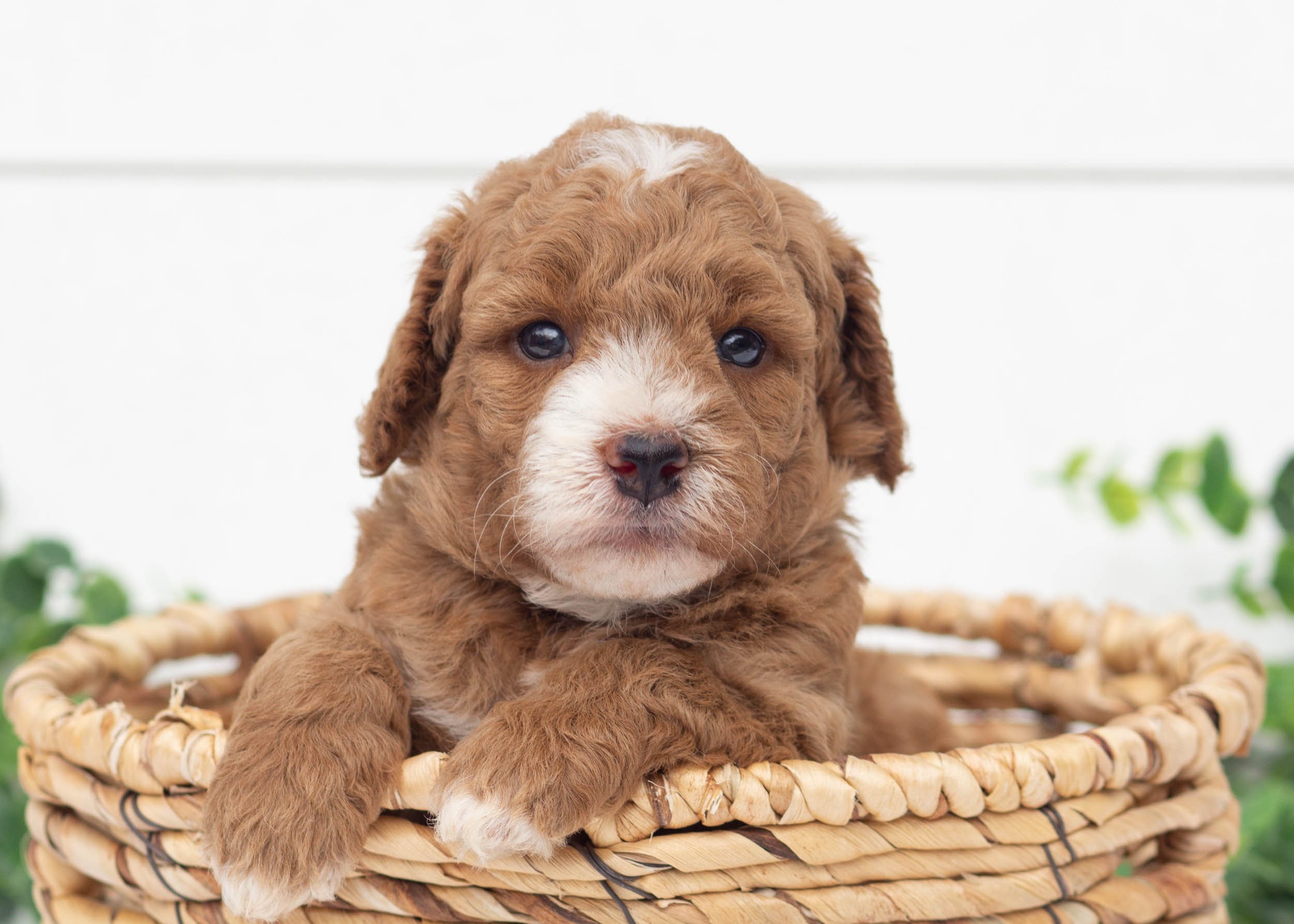 Lenny Goldendoodle For Sale(3).jpg