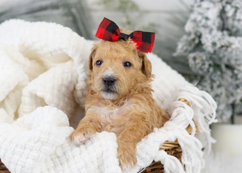 Fox goldendoodle for sale(1).jpg
