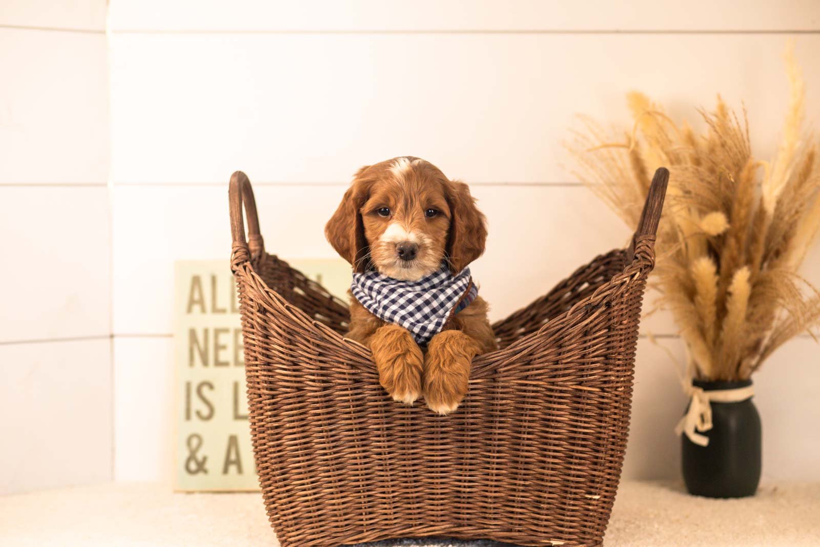 Abel goldendoodle for sale(4).jpg