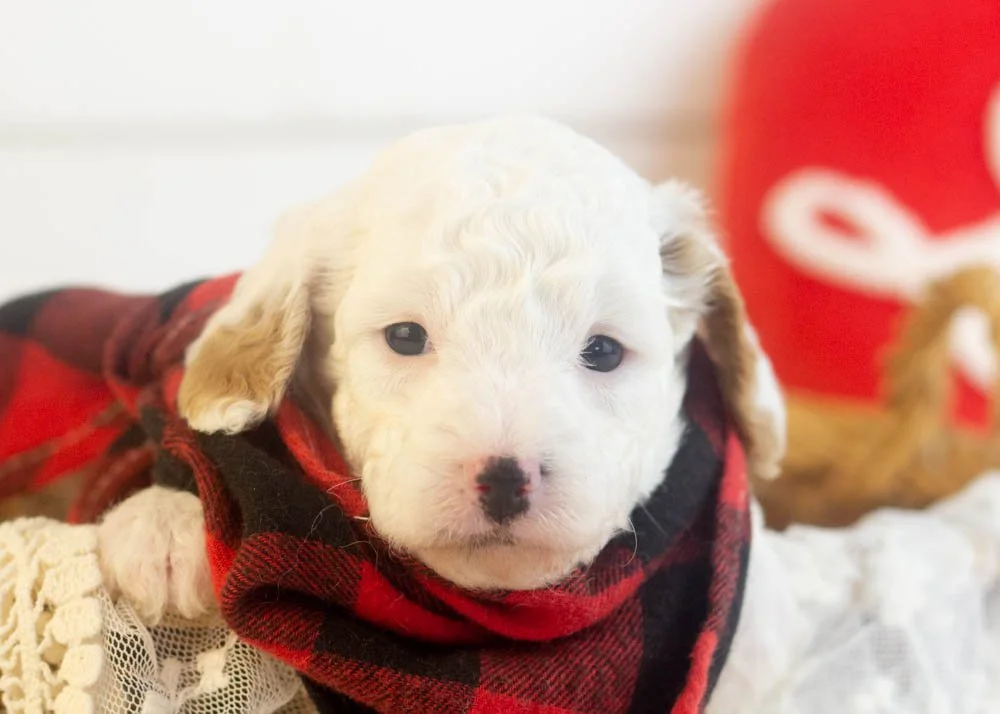 goldendoodle for sale