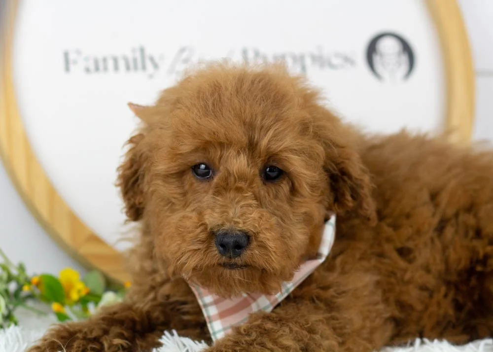 Bear goldendoodle for sale(1).jpg