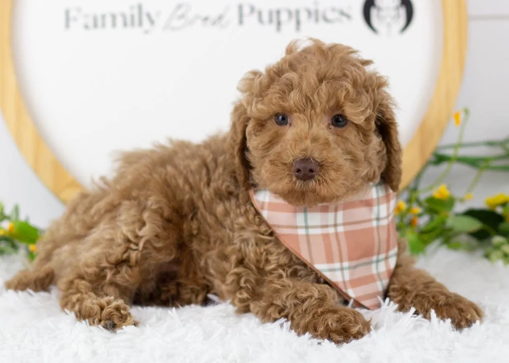 Texas goldendoodle for sale.jpg