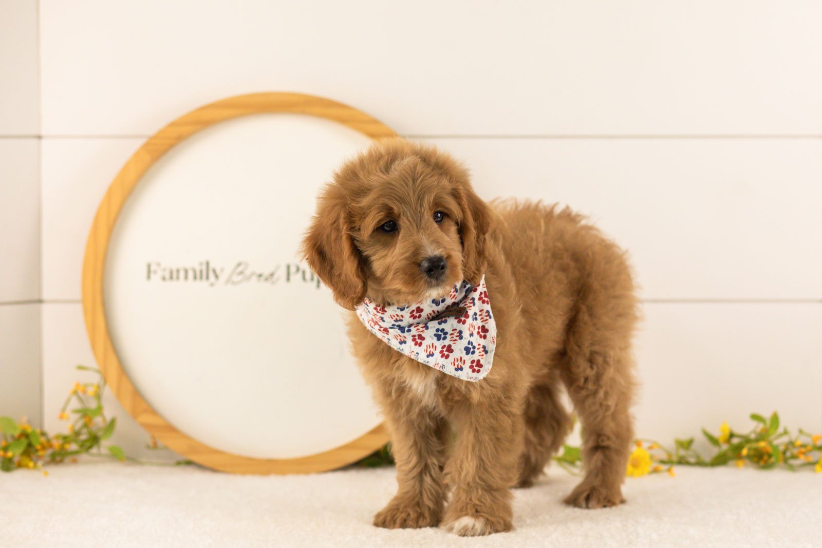 Munster goldendoodle for sale(1).jpg