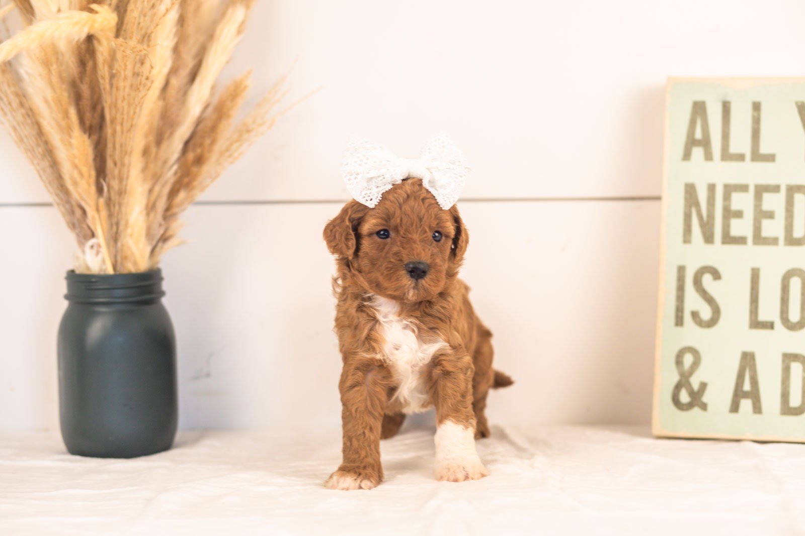 Cubs goldendoodle for sale(3).jpg